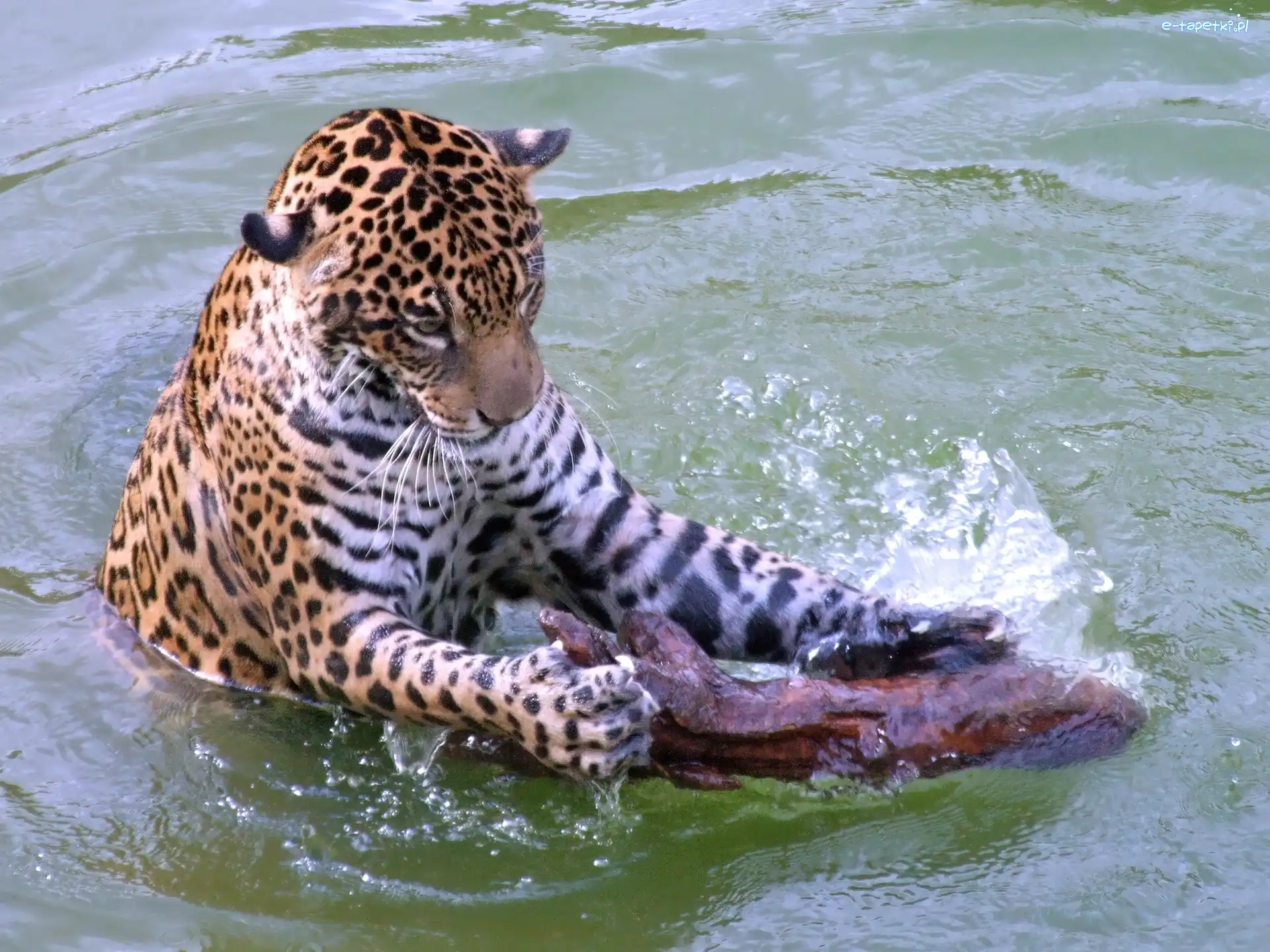 Jaguar, Drzewo, Woda