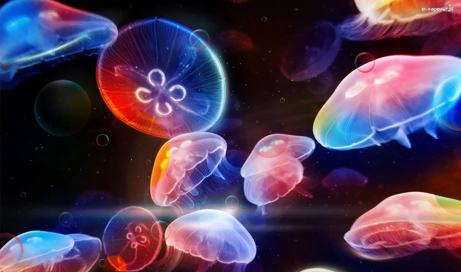 Meduzy, Ocean