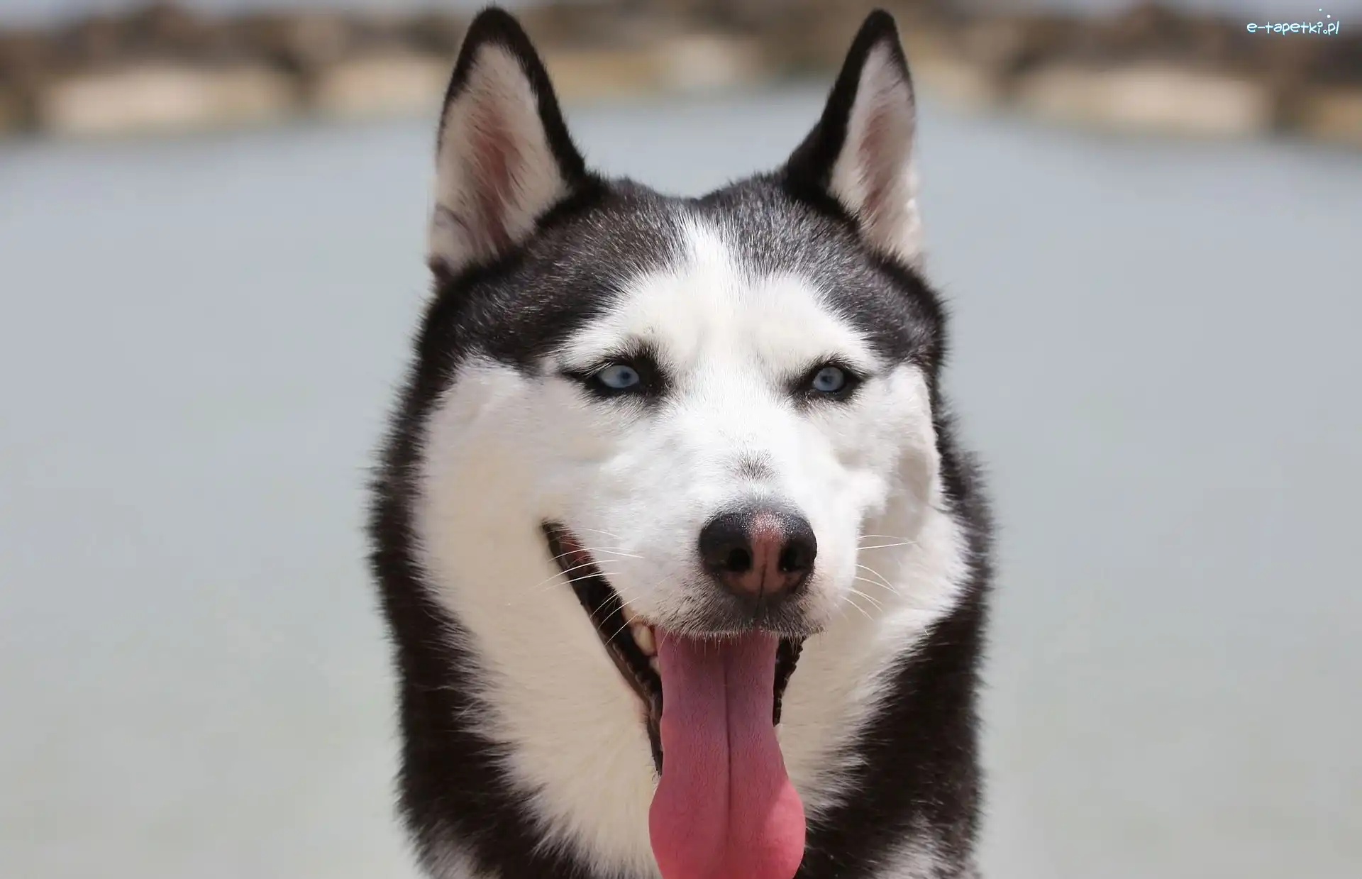 Język, Siberian Husky