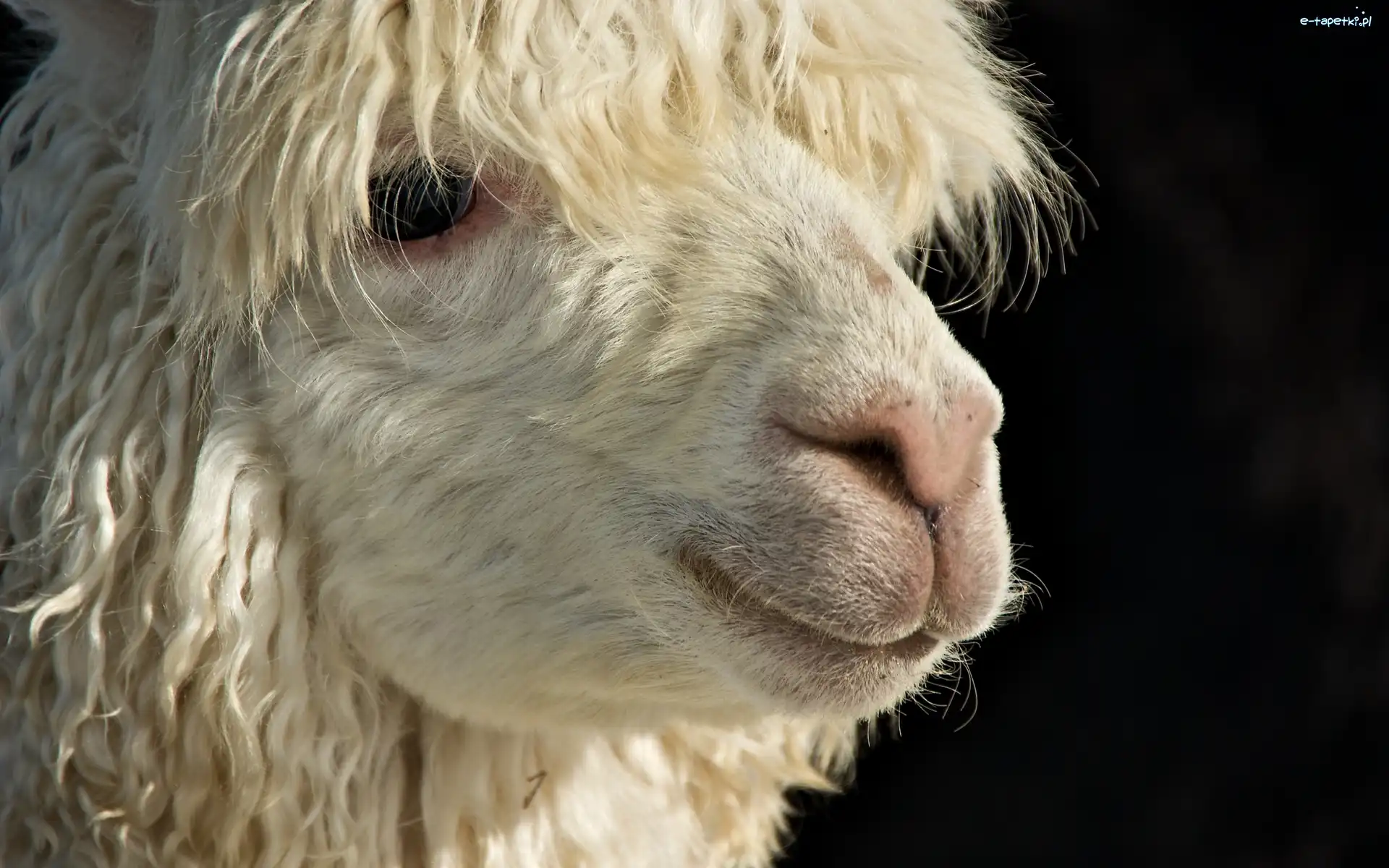 Lama, Biała