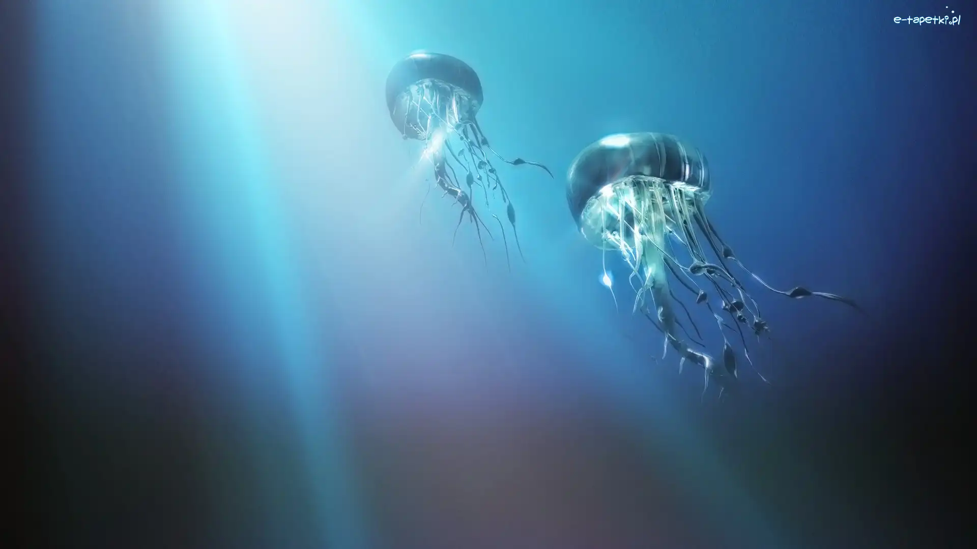 Meduzy, Morze