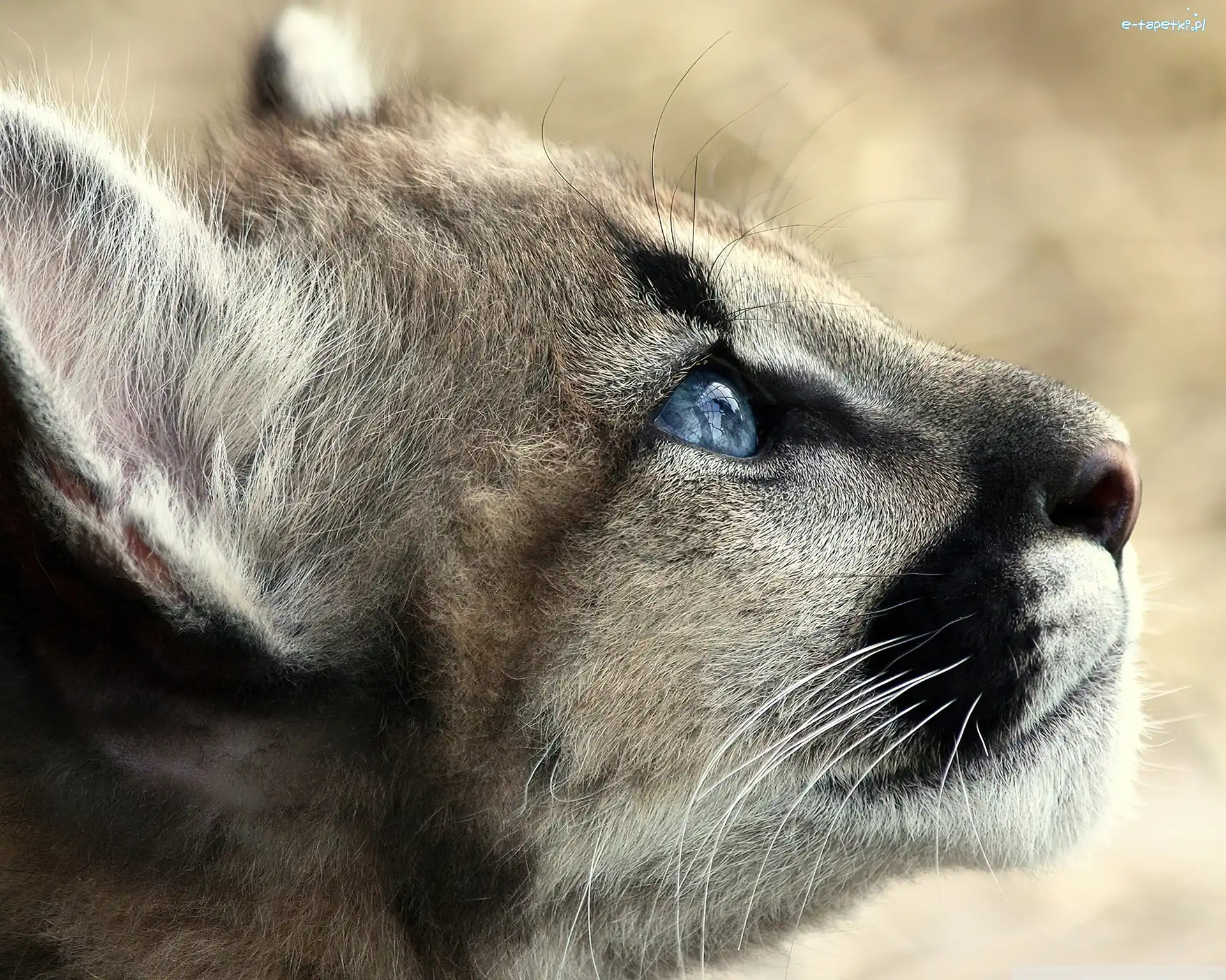 Pyszczek, Puma