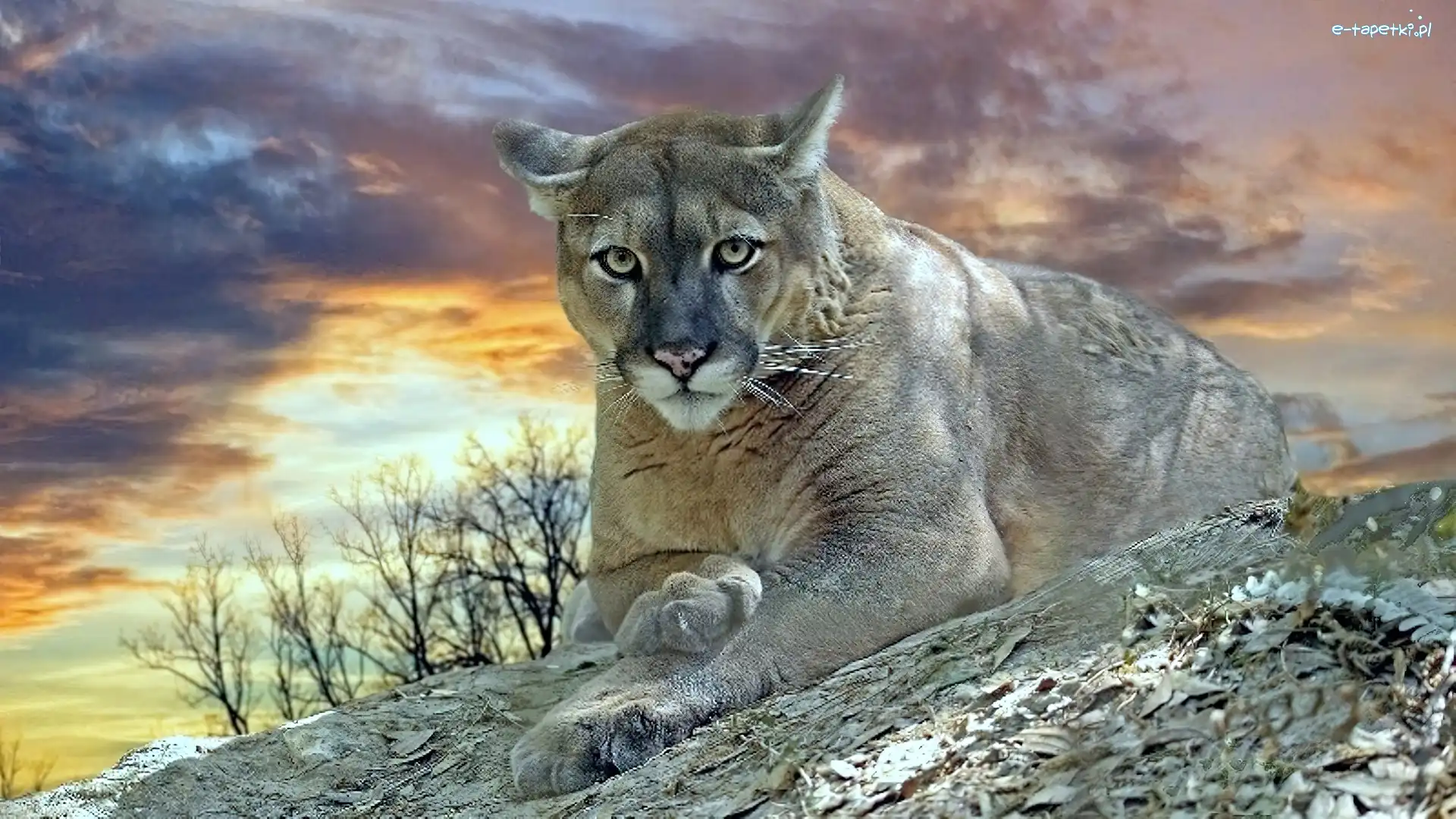 Chmury, Kot, Puma