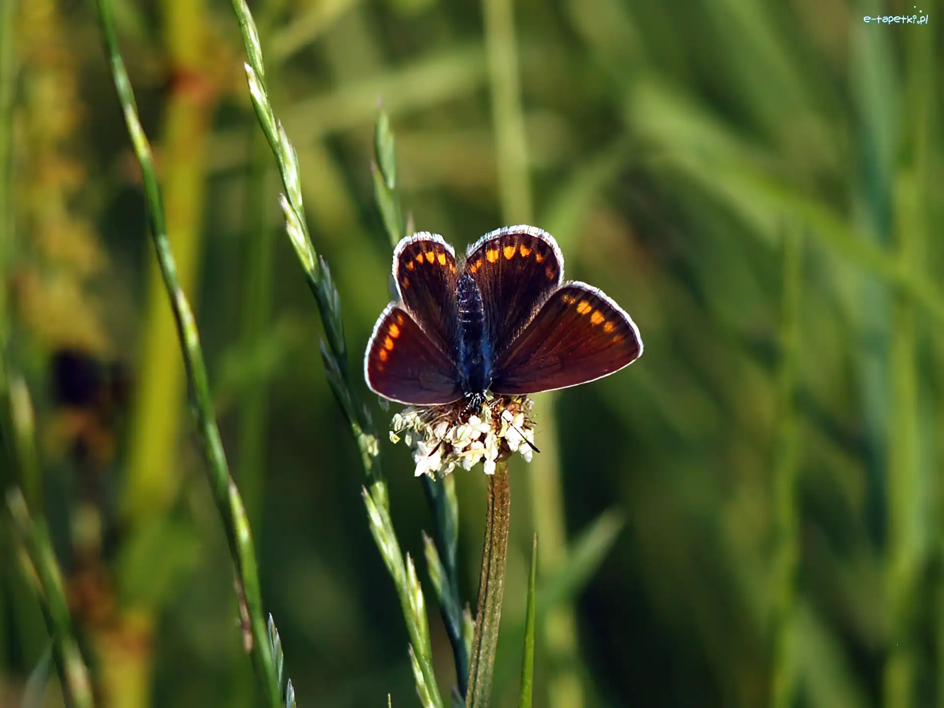 Trawa, Motyl