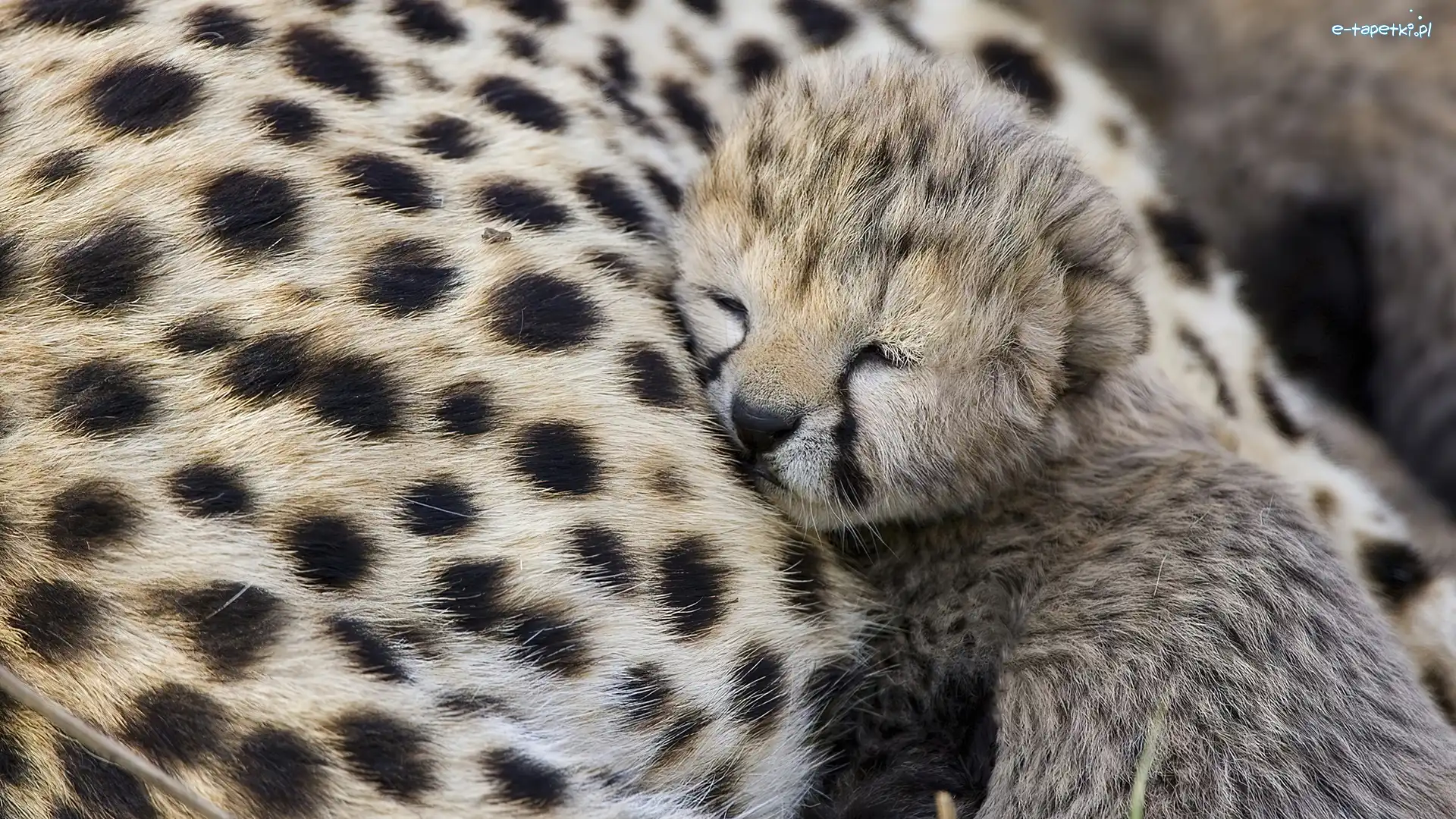 Gepard, Mały