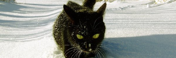 Kot, Zima, Śnieg, Czarny