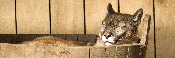 Ceberek, Puma, Śpiąca, Drewniany