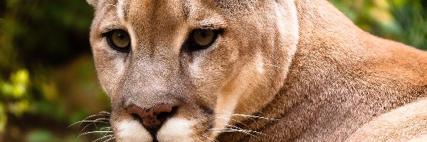 Głowa, Oczy, Wąsy, Puma