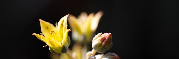 Eszeweria, Pączki, Kwiat