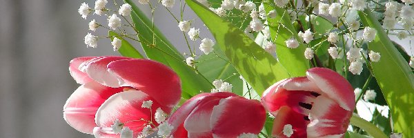 Gipsówka, Tulipany