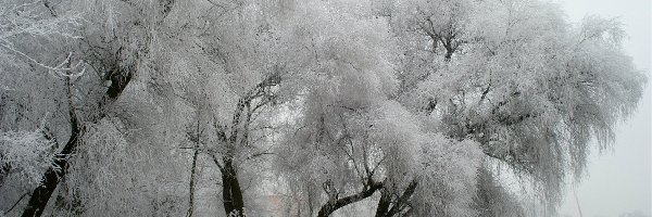 Szadź, Zima, Drzewa