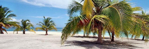 Ocean, Palmy, Plaża, Dominikana, Wyspa