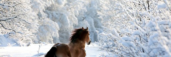 Zima, Las, Koń