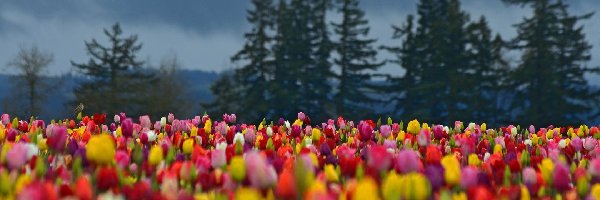 Choinki, Tulipany, Kolorowe