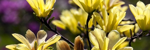 Magnolia, Kwitnąca, Żółta