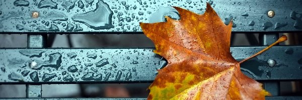 Liść, Deszczu, Krople, Jesienny