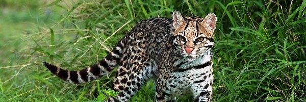 Trawa, Ocelot