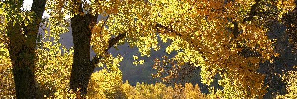 Żółte, Drzewa, Liście, Jesień