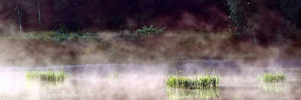 Mgła, Rośliny, Jezioro