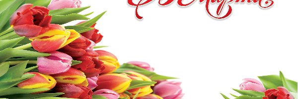 8 Marca, Tulipany, Kolorowe