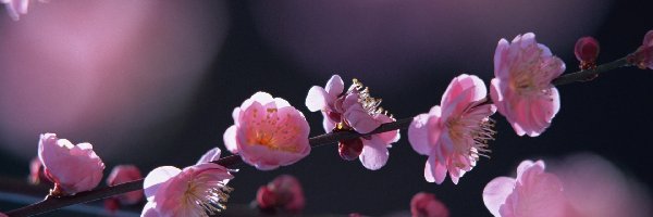 Kwiaty, Wiosna, Wiśni, Pączki