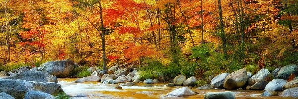 Rzeka, Las, Głazy, Jesień