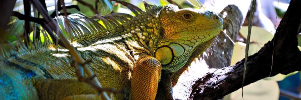 Legwan zielony, Iguana