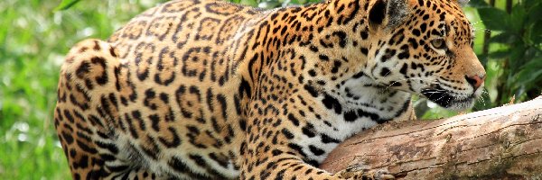 Drzewo, Jaguar amerykański