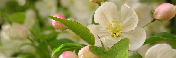Jabłoni, Kwiaty