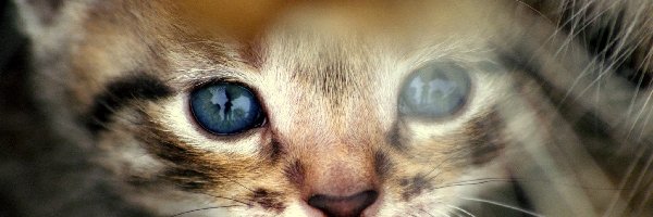 Oczy
, Błękitne, Kot