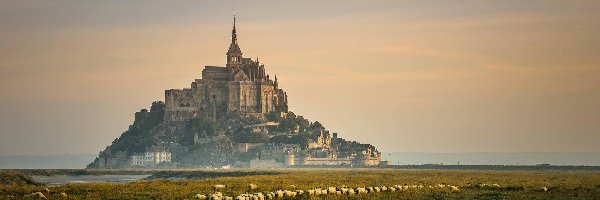 Wzgórze, Opactwo św. Michała Archanioła, wyspa Mont Saint-Michel, Owce, Normandia, Francja