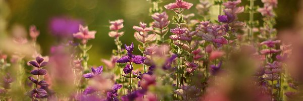 Różowe, Rośliny, Fioletowe, Kolorowe