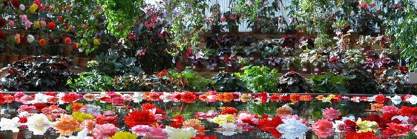 Kwiaty, Botaniczny, Ogród, Kolorowe
