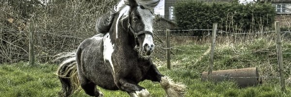 Trawa, Galop, Koń