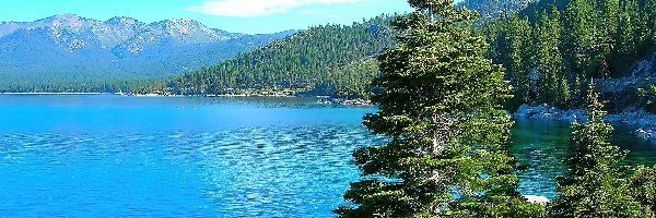 Kamienie, Tahoe, Lasy, Świerki, Jezioro, Nevada