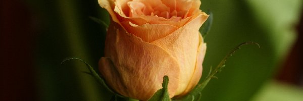 Róża, Herbaciana
