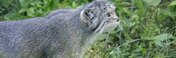 Zieleń, Manul