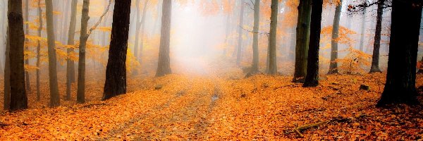 Mgła, Drzewa, Liście, Jesień, Droga, Las