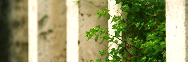 Płocie, Przy, Roślinka