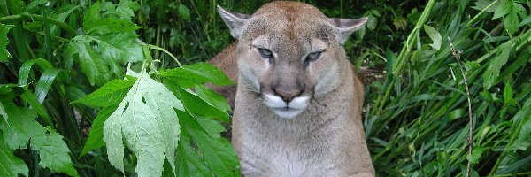 Zieleń, Puma