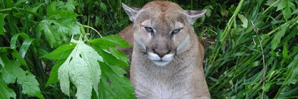 Zieleń, Puma