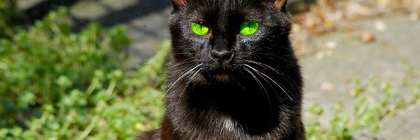 Kot, Oczy, Zielone, Czarny