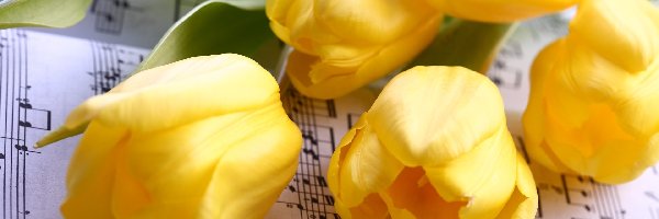 Nuty, Tulipany, Żółte