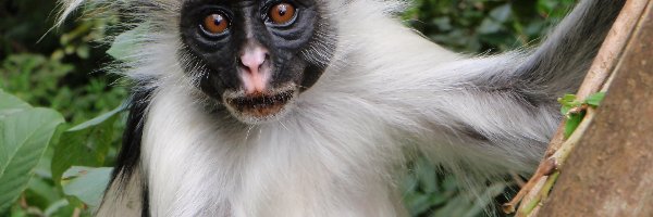 Colobus, Małpka