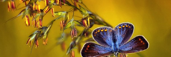 Roślina, Motyl, Niebieski