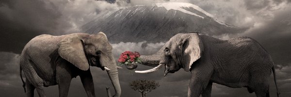 Róże, Słonie, Dwa