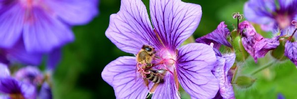 Kwiatki, Bodziszek, Pszczoła, Fioletowe