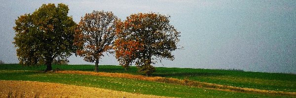 Pole, Jesień, Drzewa