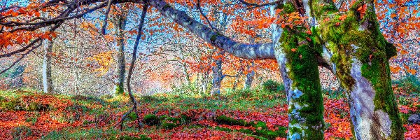 Park, Liście, Drzewa, Jesień