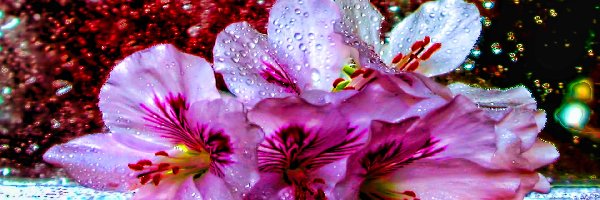 Kwiaty, Woda, Deszcz, Lilia, Krople